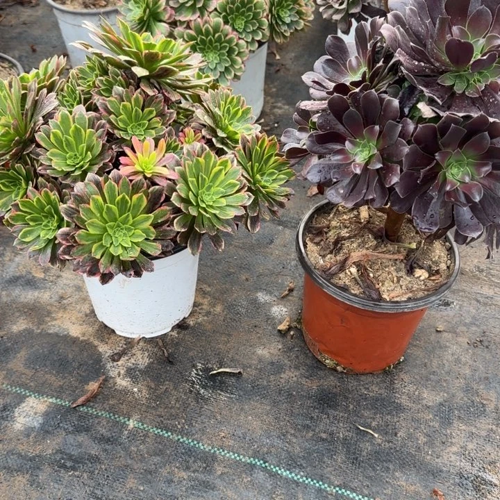 朝霞➕欧紫包邮。