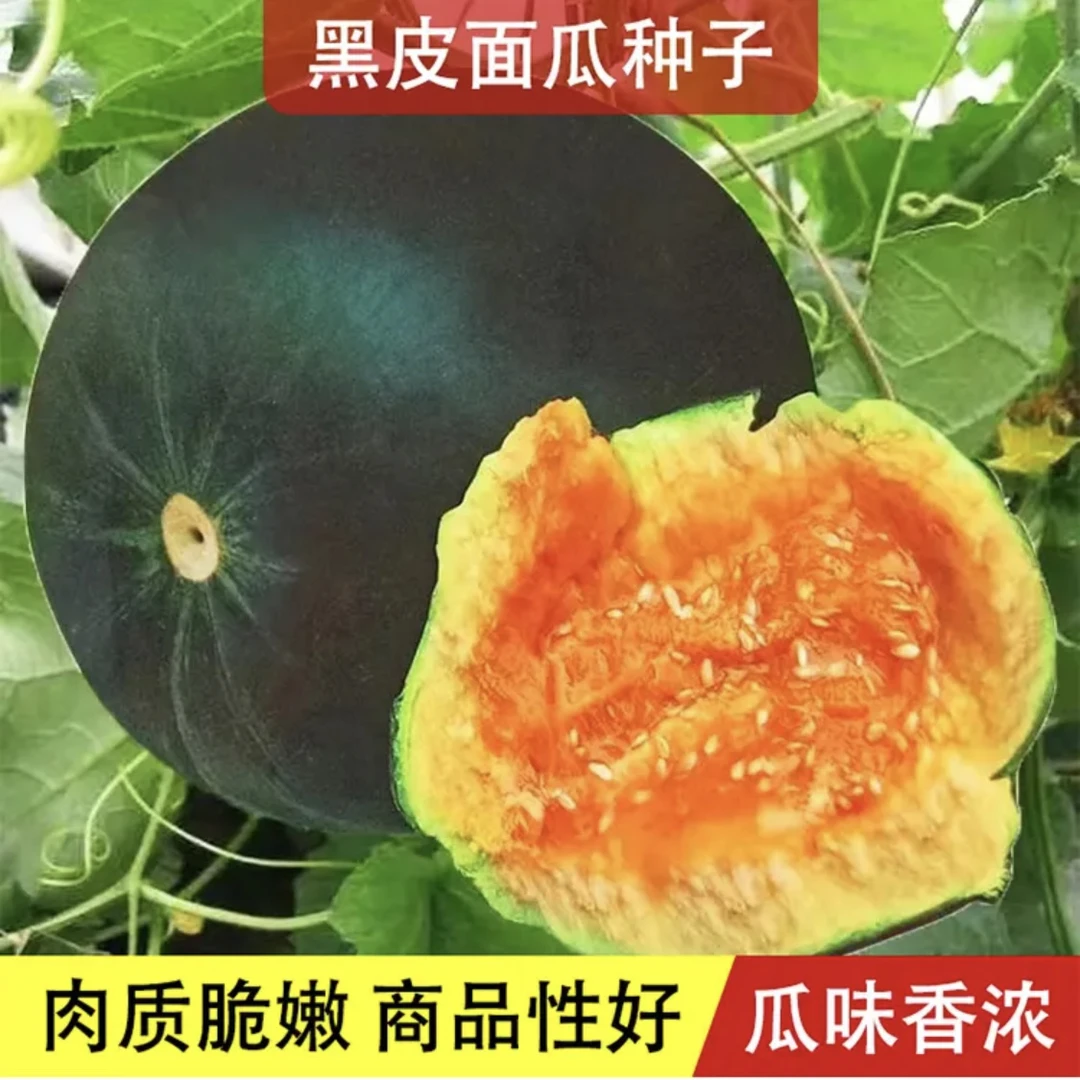 【黑皮面瓜种子】正品对版味道香浓甜瓜易发芽好种植