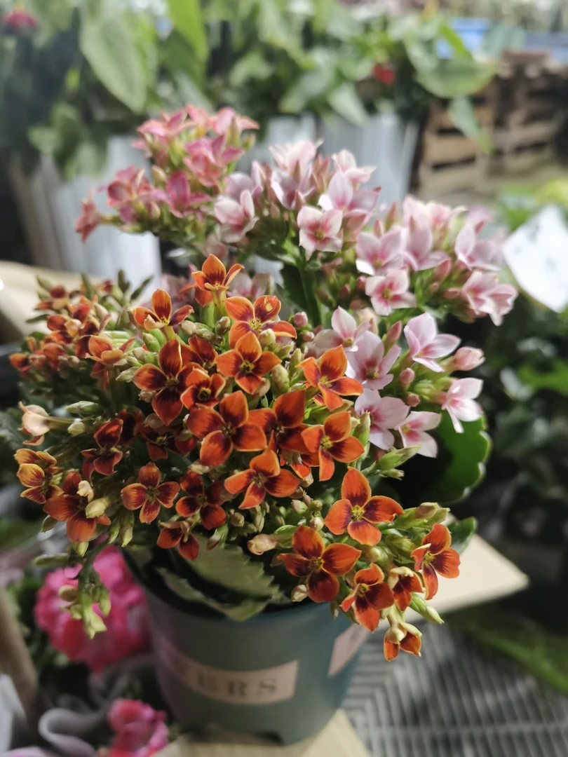 长寿三色岩丁！好养耐活！新疆包邮发货