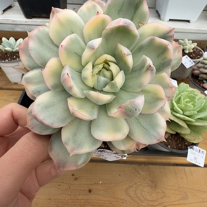 草莓蛋糕锦111114-86