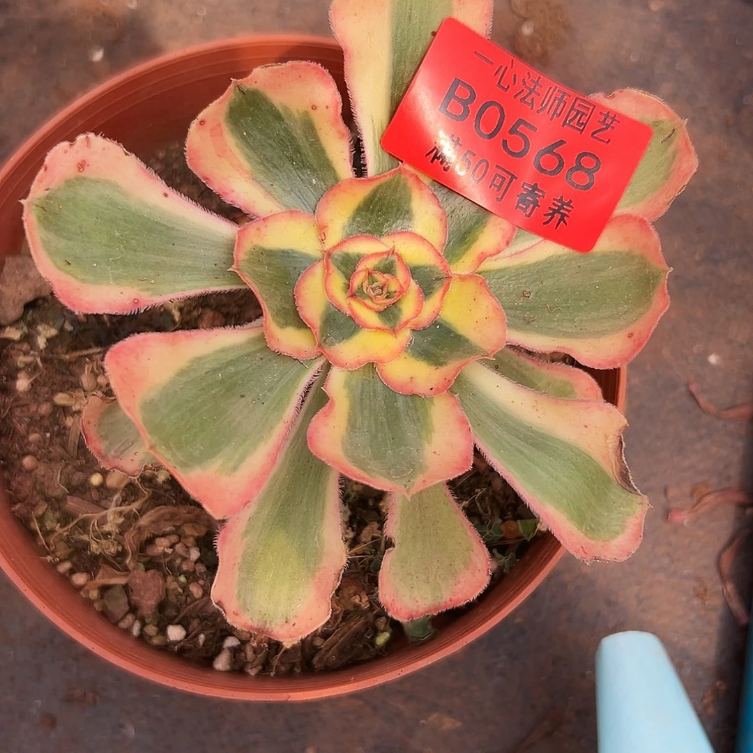 0568多肉植物王妃君美丽