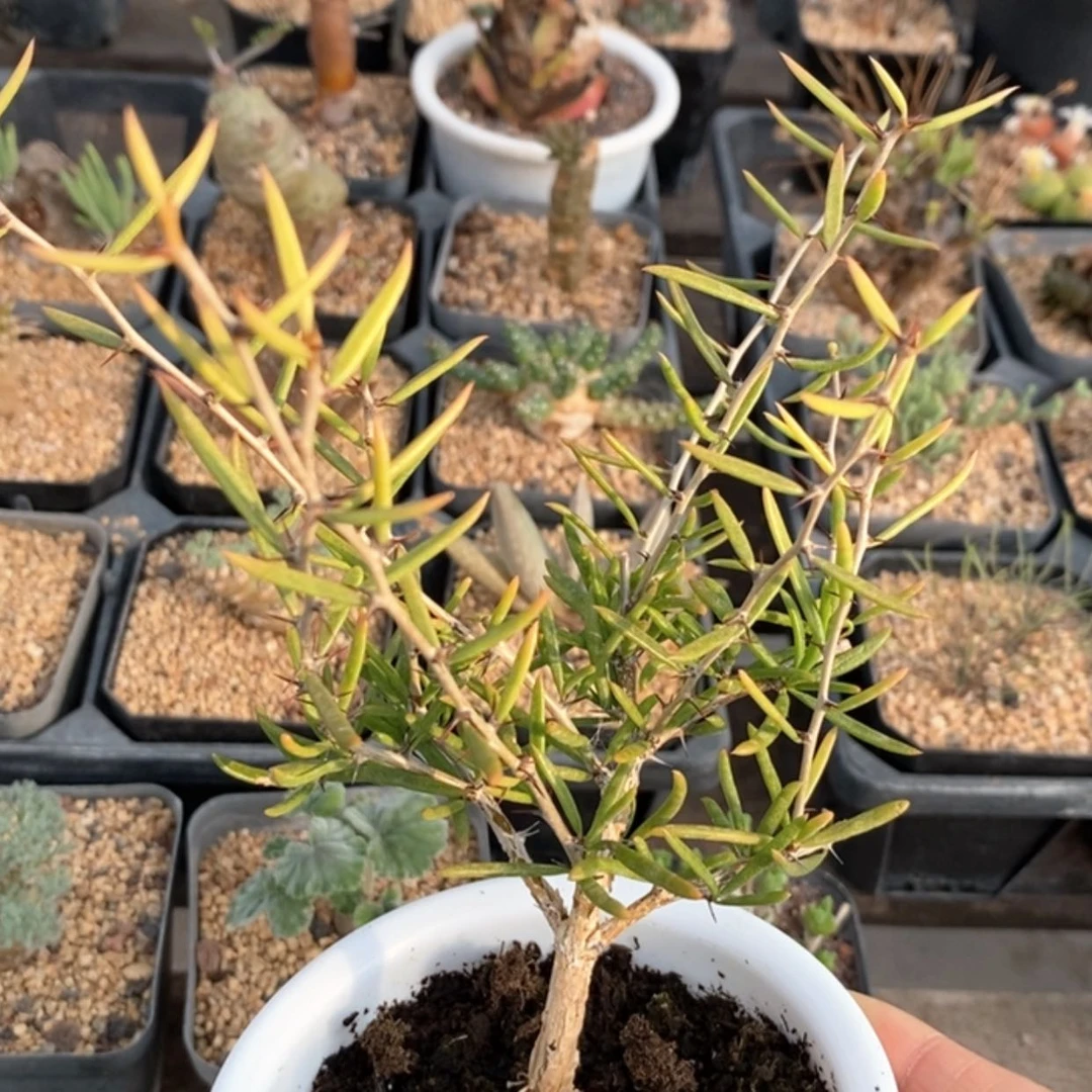 【闪购商品】卧野龙