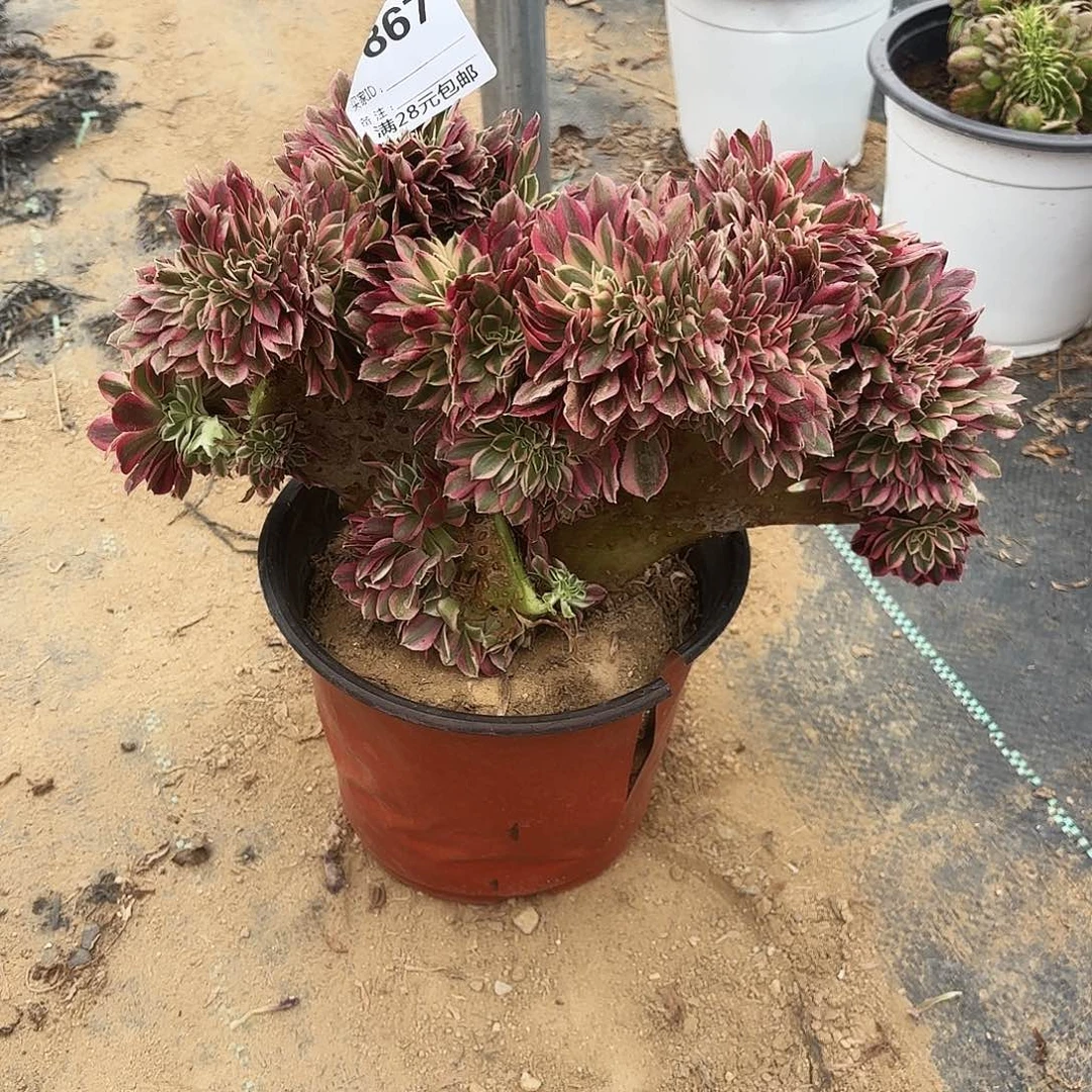 回*867粉女巫缀多肉植物 有断枝