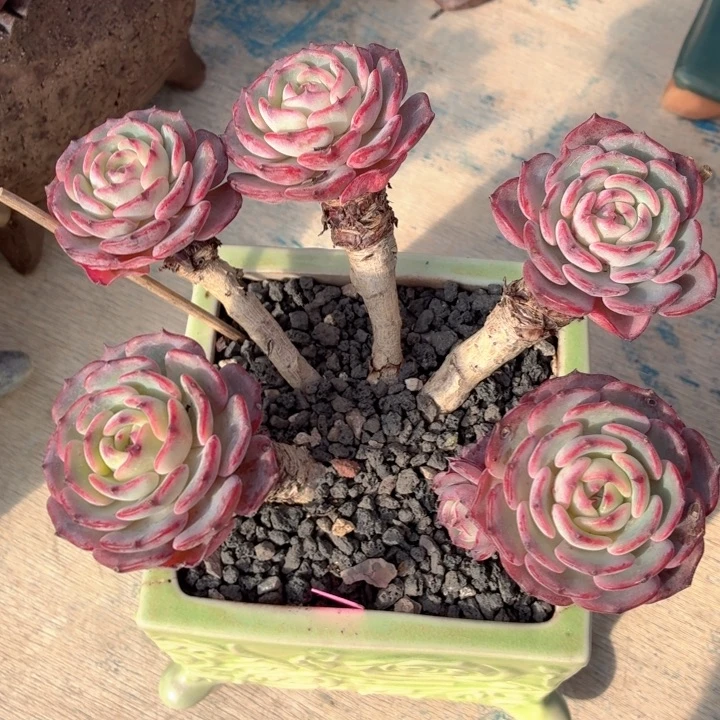 多肉植物 劳雪一物一拍-4