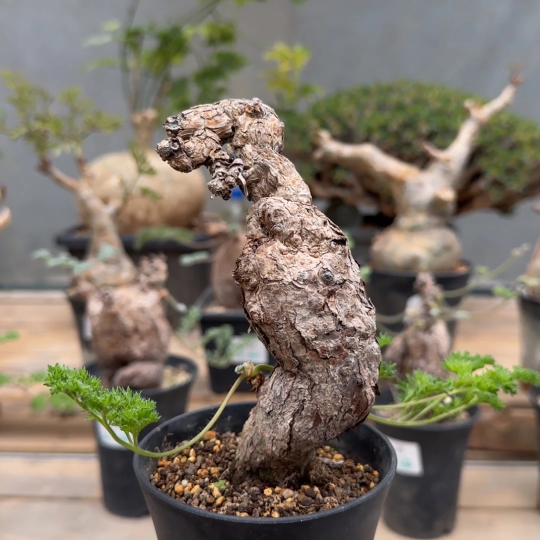 218枯木洋葵块根植物