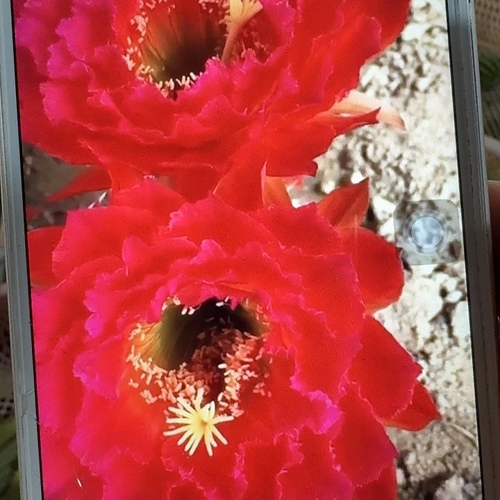 春春侧芽5公分左右毛花柱（20包邮）