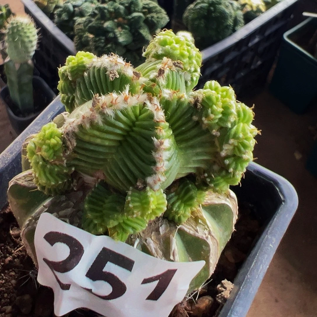 无花朵福利五星花龙群251