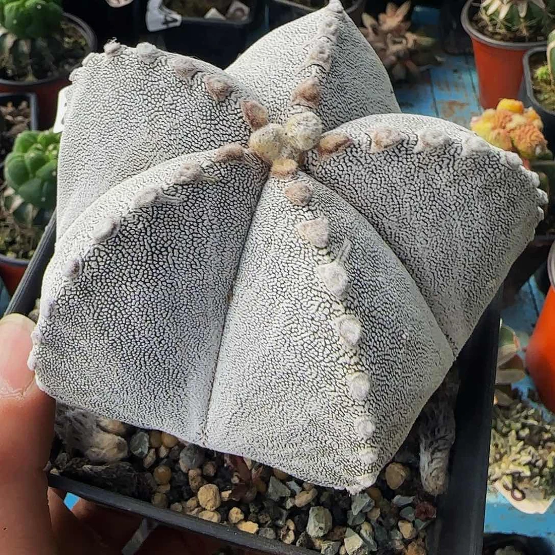 大恩冢012仙人球