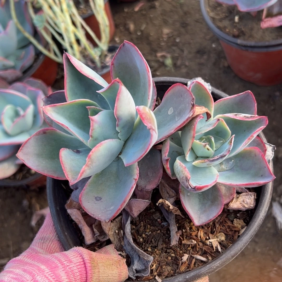 陈*北恶肉植物植物中央音乐学院