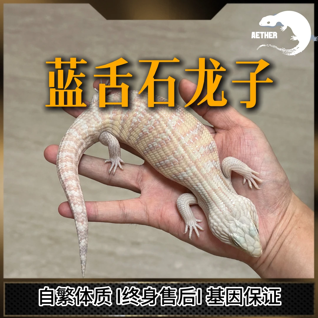 【AT】北部选育/单隐蓝舌石龙子（新手入门必备高性价比）