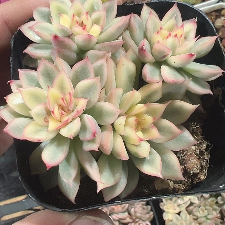 女雏锦精品多肉植物