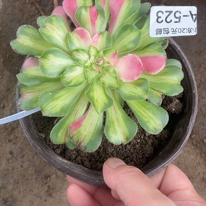 523嫁接知否多肉植物福利