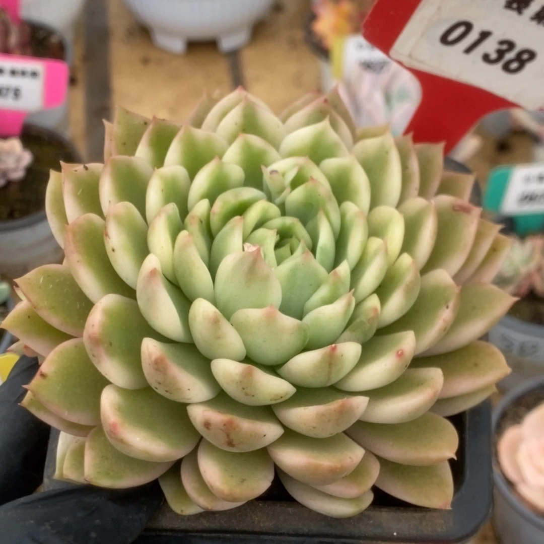 138长岛冰茶锦锦锦锦锦