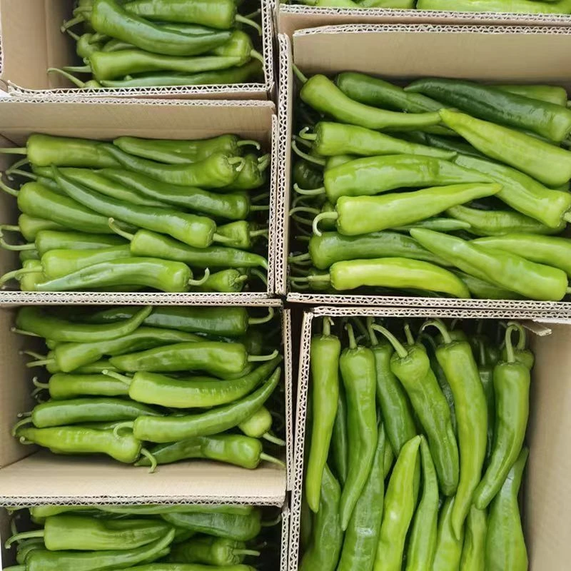 青尖椒牛角辣椒农家种植尖椒青椒微辣农家蔬菜