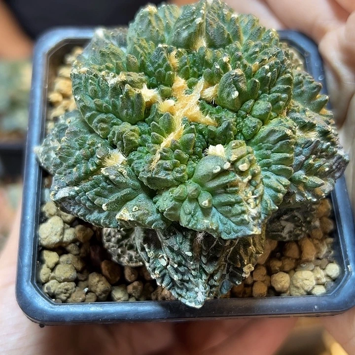 53号自根龟甲牡丹7.5公分