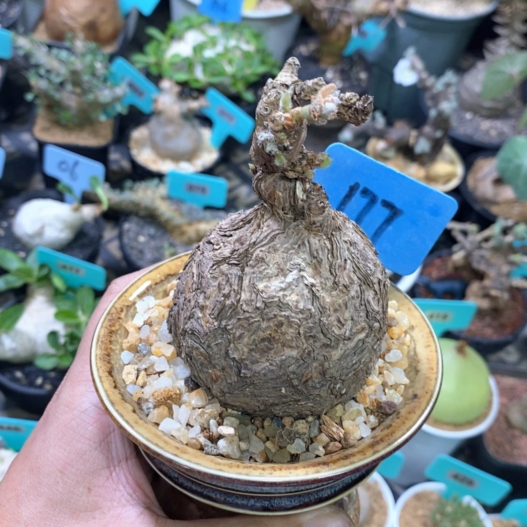 产地枯木杨奎多肉植物