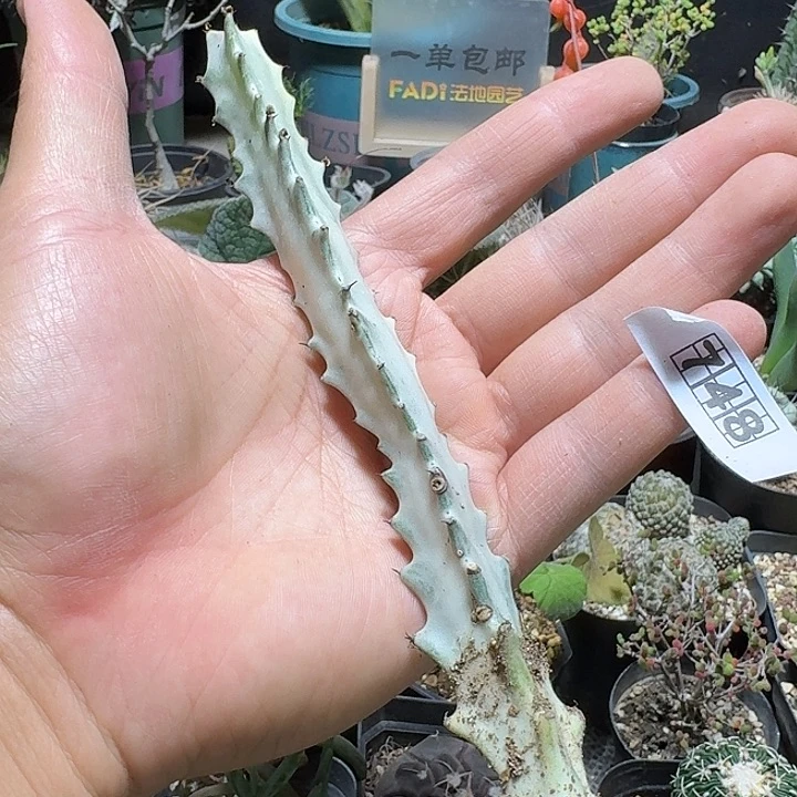 748白龙骨脱土发货