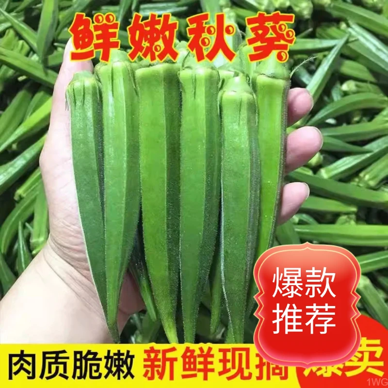 现发新鲜水果现嫩新鲜秋葵鲜嫩摘秋葵新鲜蔬菜当季黄秋葵秋葵