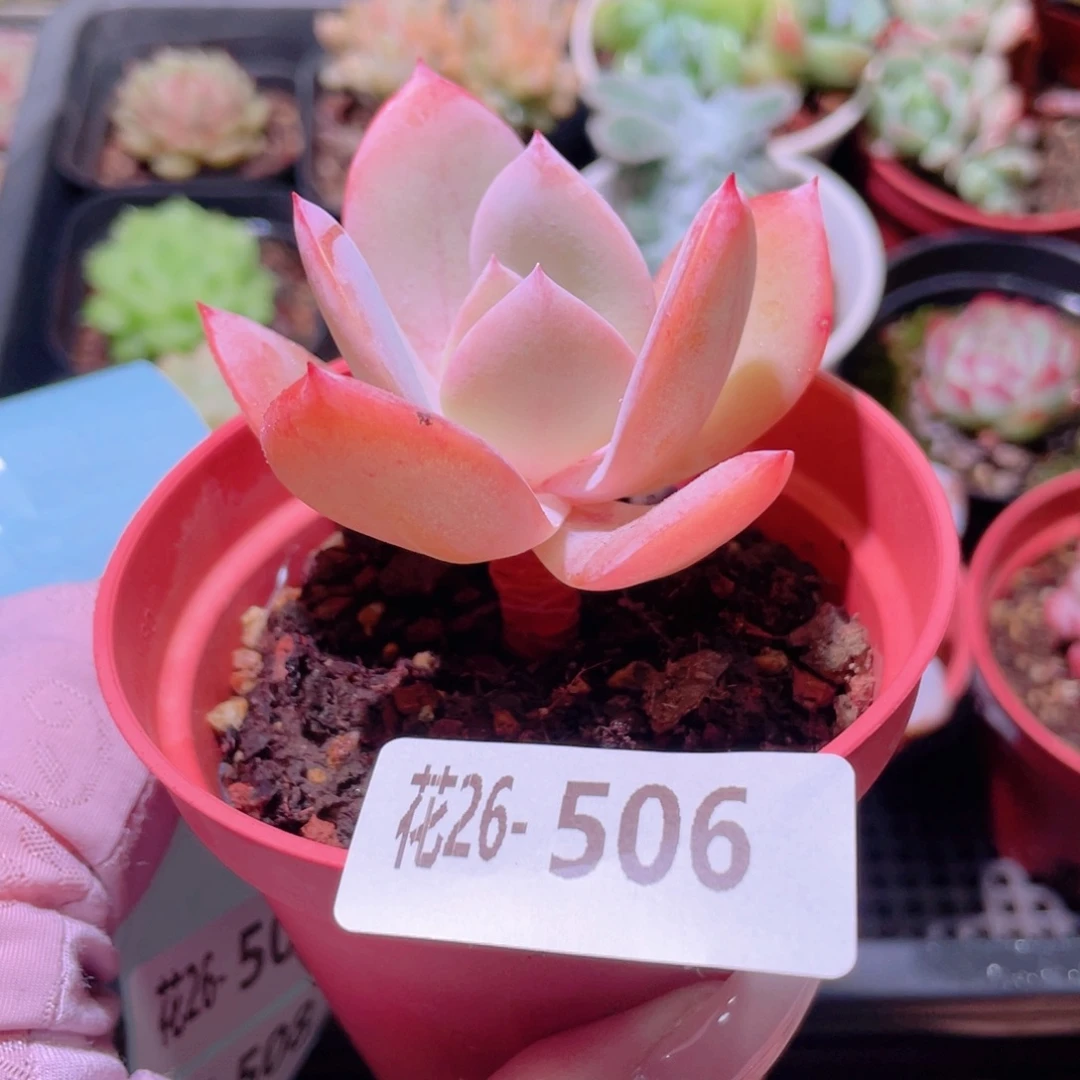 花利美26-506白凤