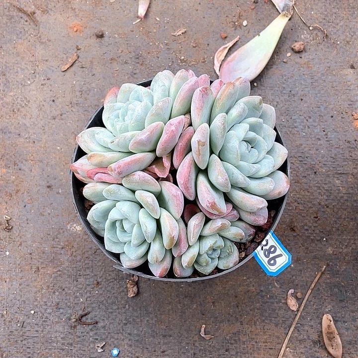 286冰玉 一物一拍多肉