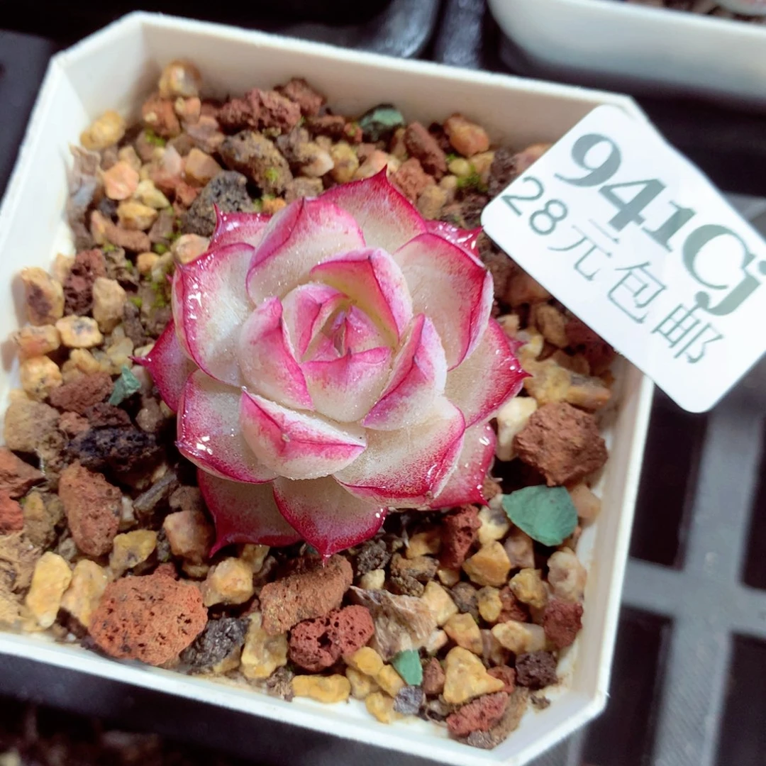 5厘米盆精控多肉941