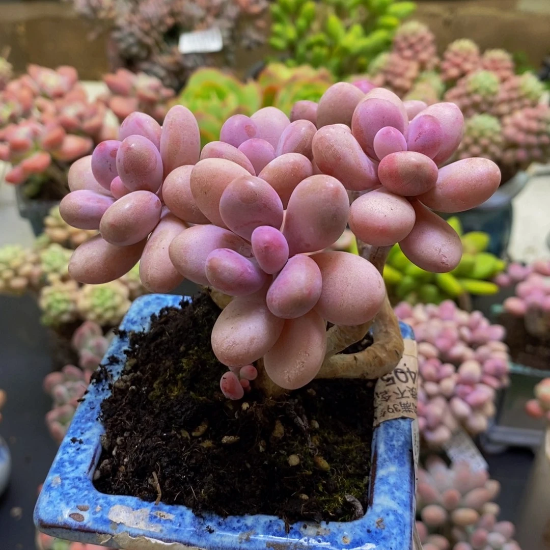 926糖果桃蛋10cm多肉