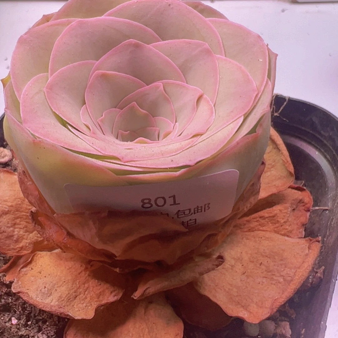 801 裸根不带土发货不包损