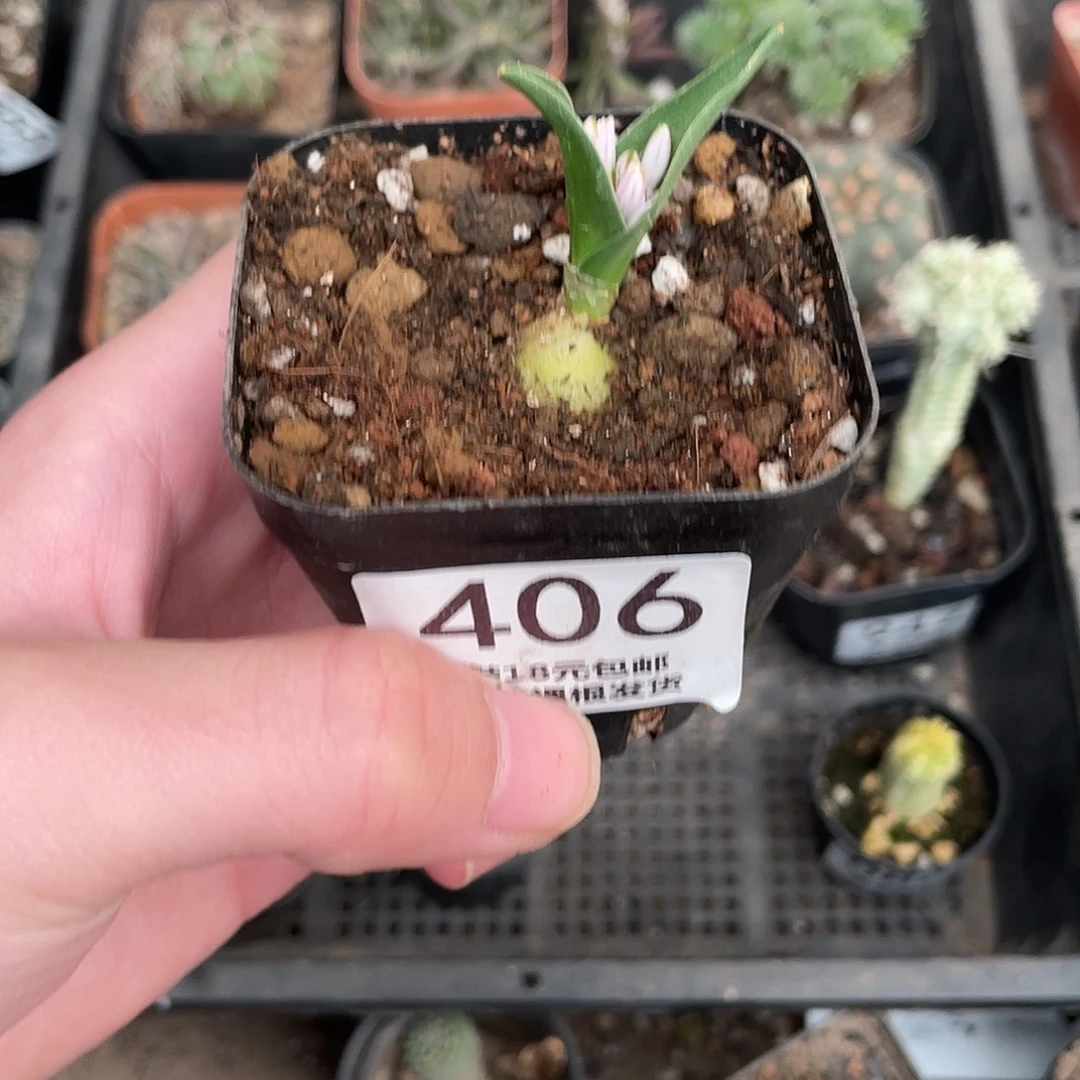 406白剑立金花（满18包邮）