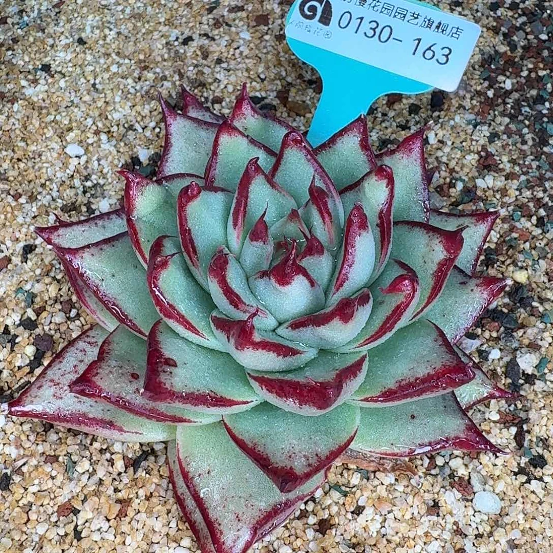 从前慢花园多肉0130-163