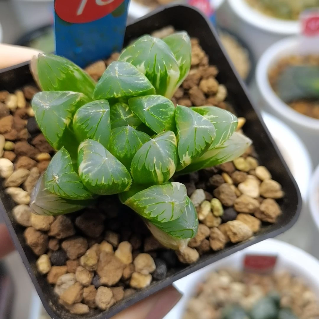 78号实生玉露锦一物一拍带盆土发货