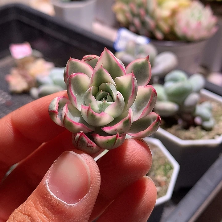 阿吉塔玫瑰腹轮锦锦