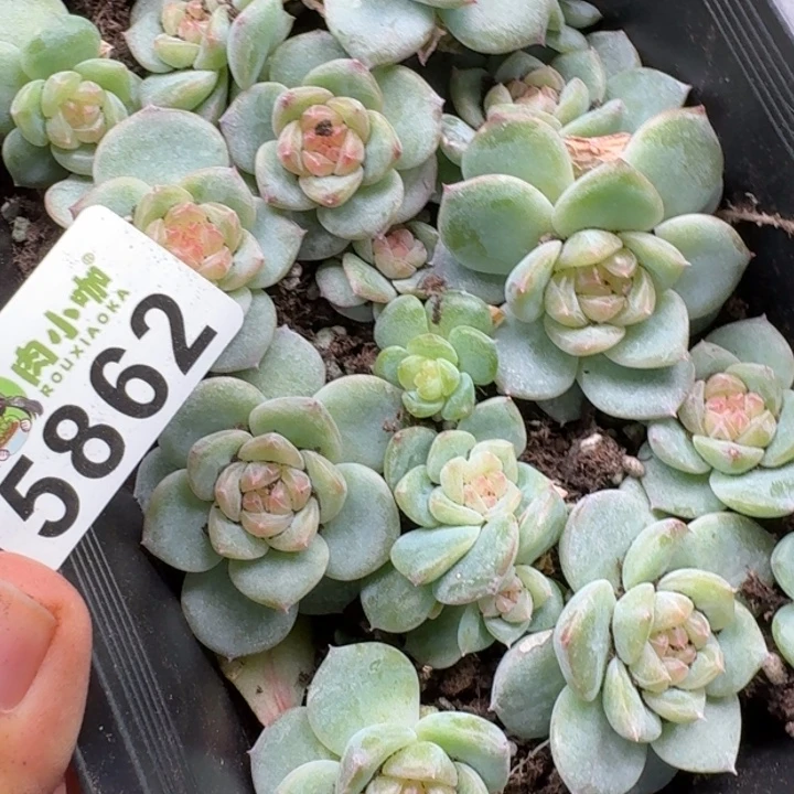 嘉***多肉植物多肉植物