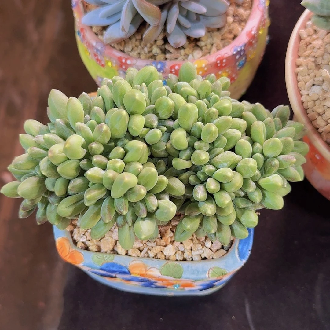 千代田多肉一物一拍