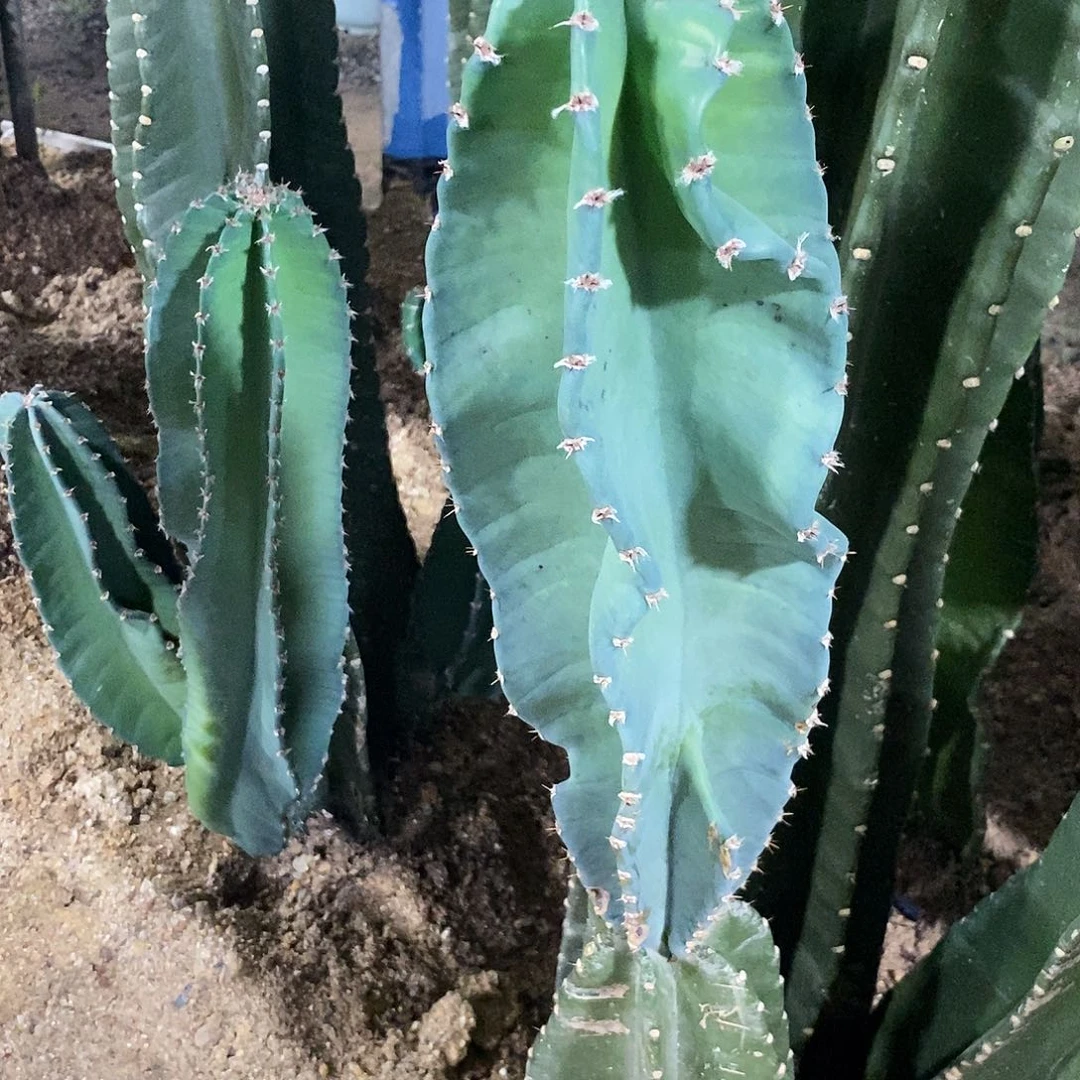 无花朵苹果侧芽无根高30公分以上