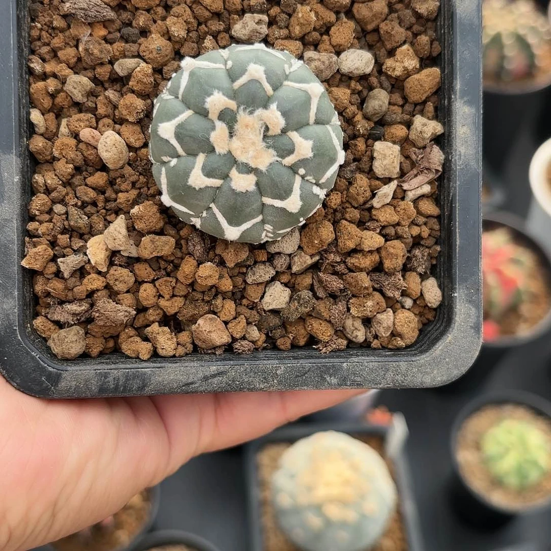 泰系实生兜仙人球