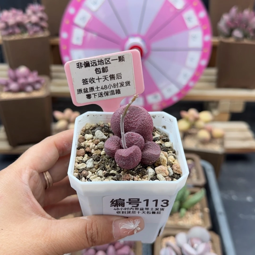 雨**晴113红烧肉多肉植物