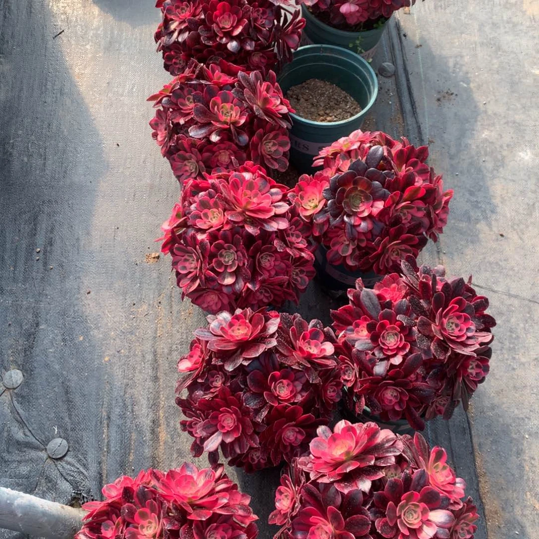 美杜莎美杜莎19.9朵朵朵朵