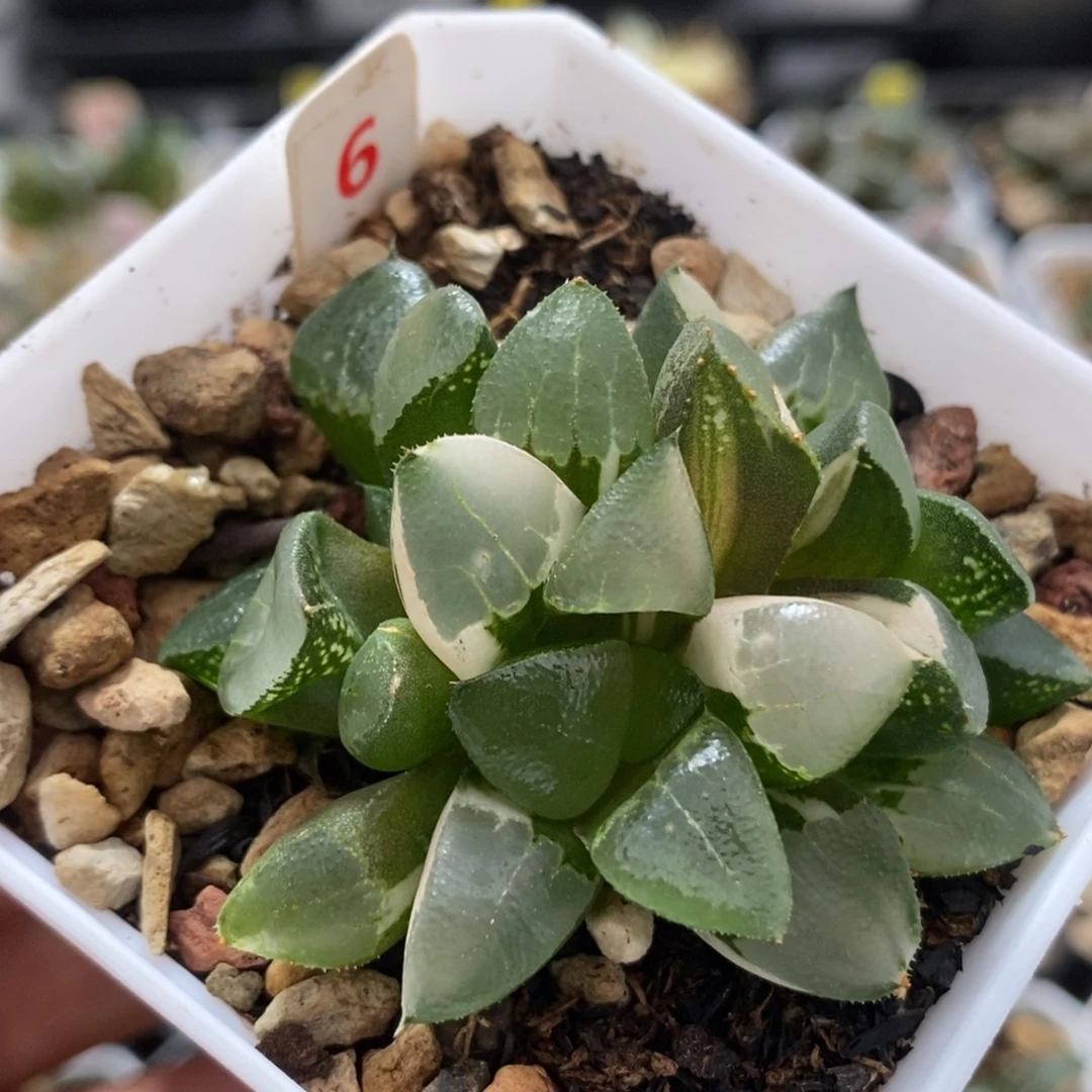 6木叶克锦一物一拍