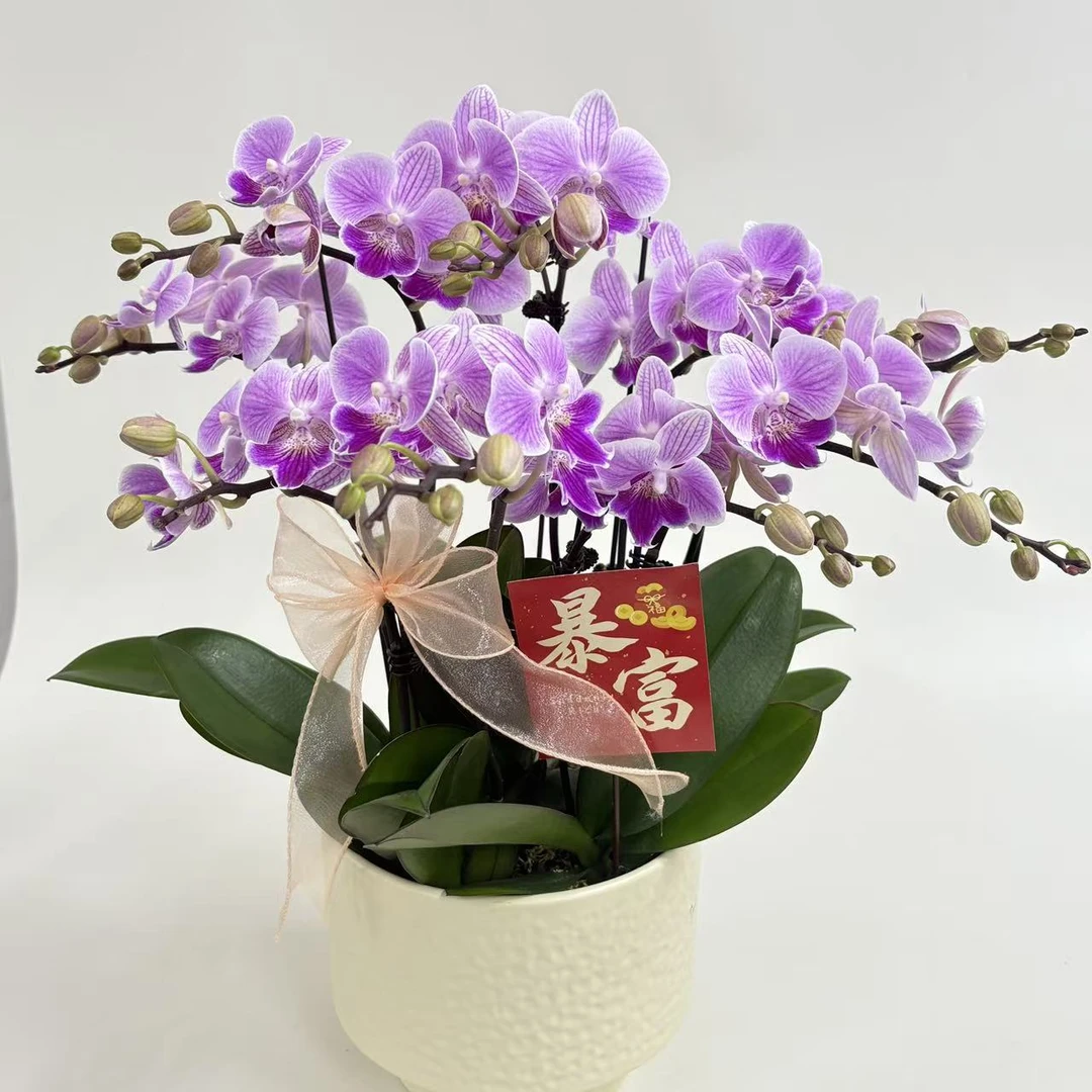 蝴蝶兰【露西】室内观赏花花佛山基地直发好养易活