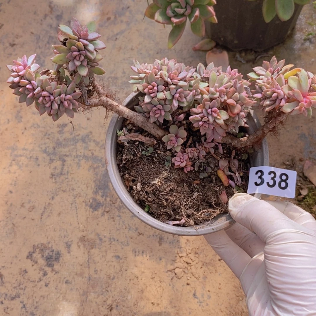 338紫心老桩一物一拍