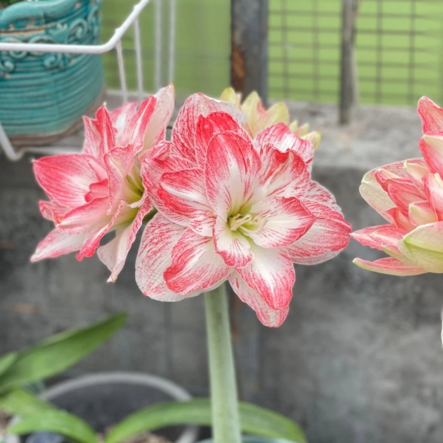 【绝妙】   包邮 朱顶红种球