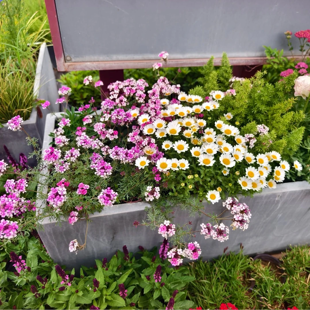 【细叶美女樱】盆栽四季开花好养带花发货马蹄莲百合花