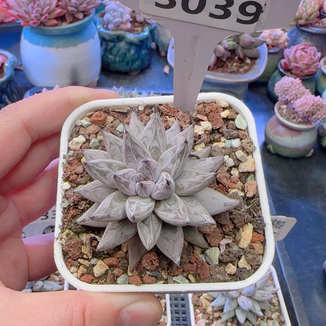 多肉3039………………………………