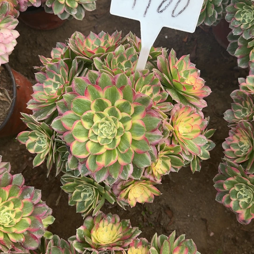 4160海仙多肉法师多肉