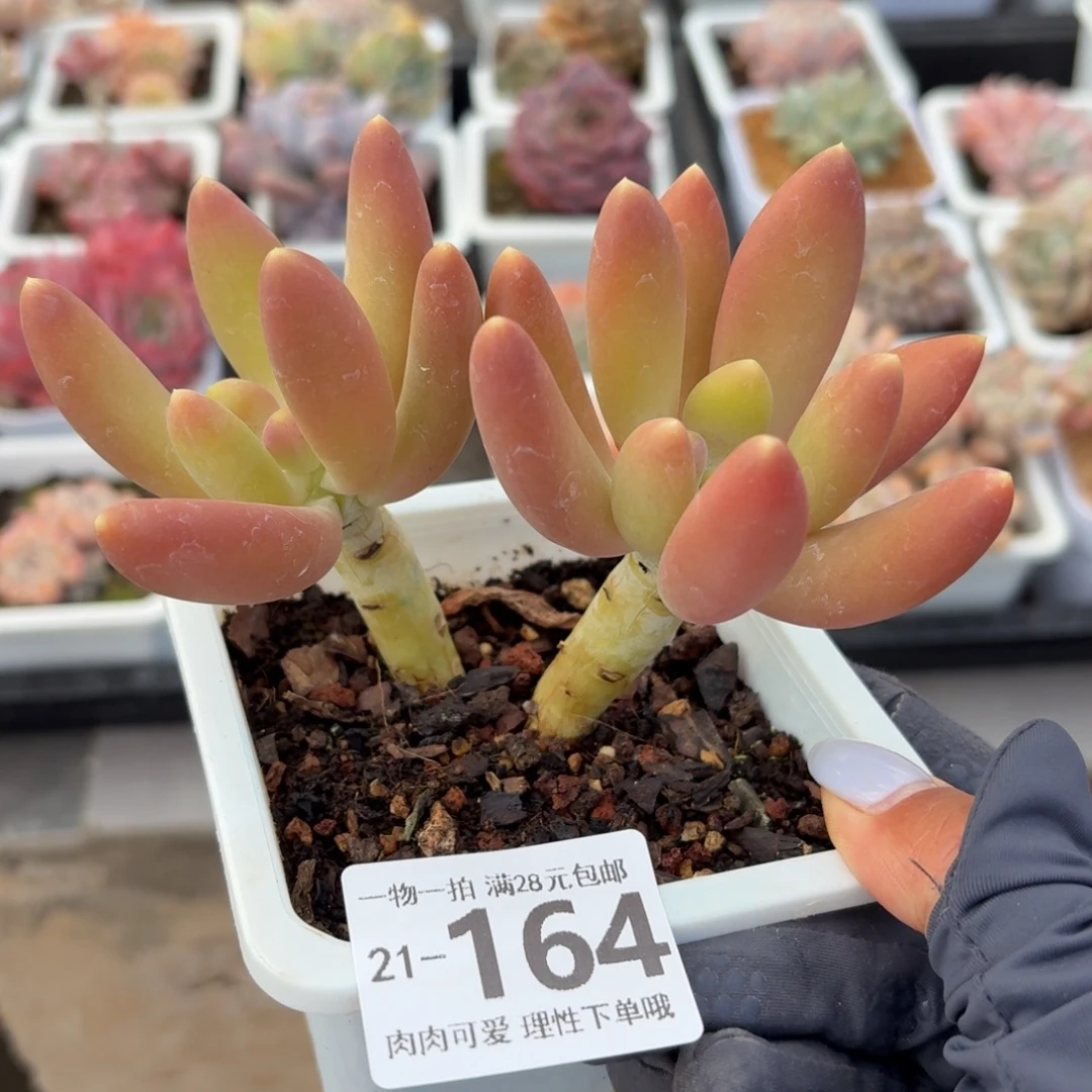 金蝉无盆土无发货无