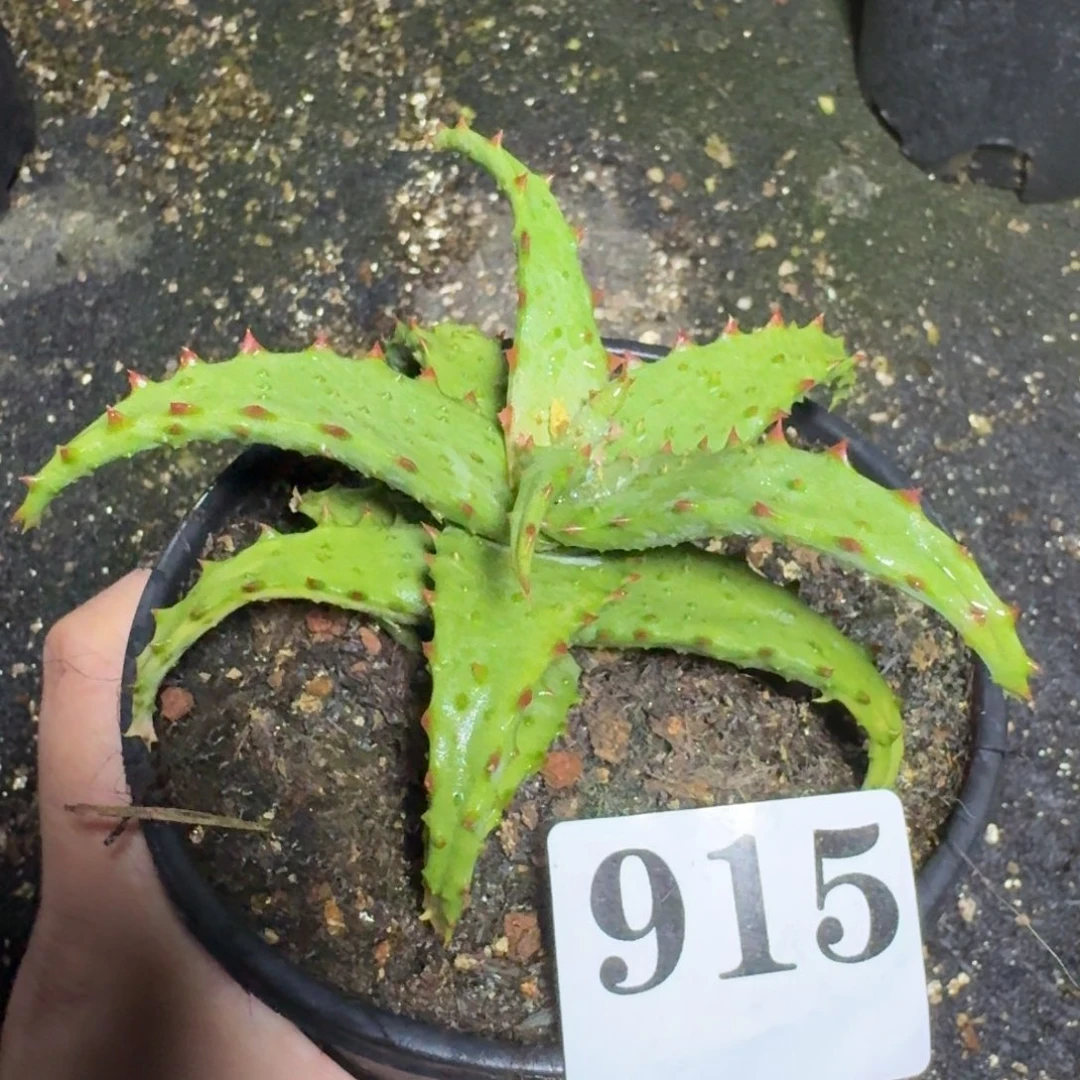 强刺卡萨帝芦荟一物一拍多肉