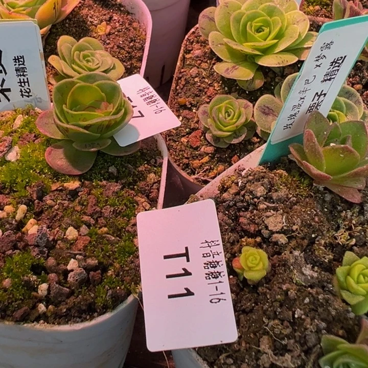 向**花不负，玫瑰混x辛巴x梦露 t17.11 多肉