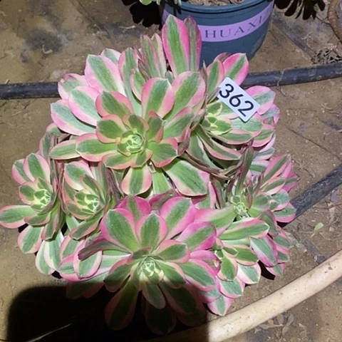 多肉植物法师362妖月