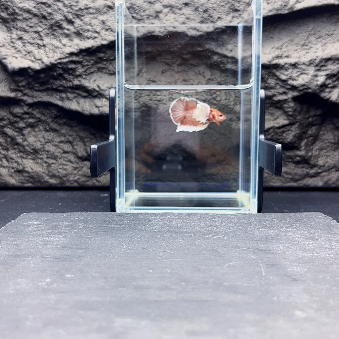 海水宙尔斯08-20竞拍06