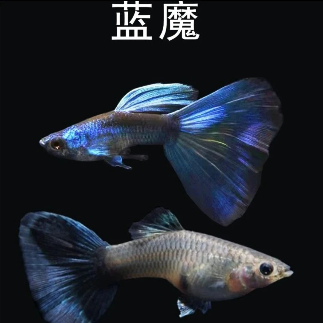 精品孔雀鱼深系蓝魔种鱼套餐〔入缸后不包损〕